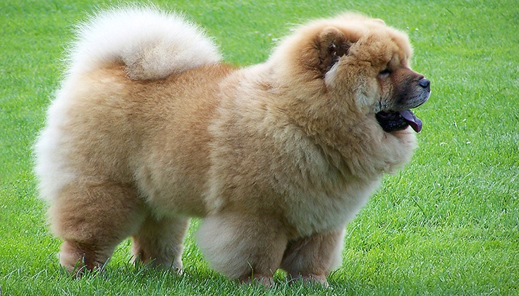 top 10 most expensive dogs