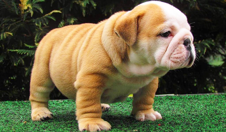 top 10 most expensive dogs